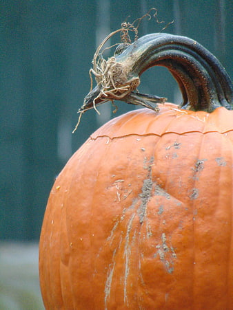 Close-up of a textured orange pumpkin with a curved stem