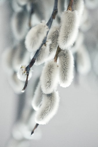 Close-up of fluffy white pussy willow catkins on a branch