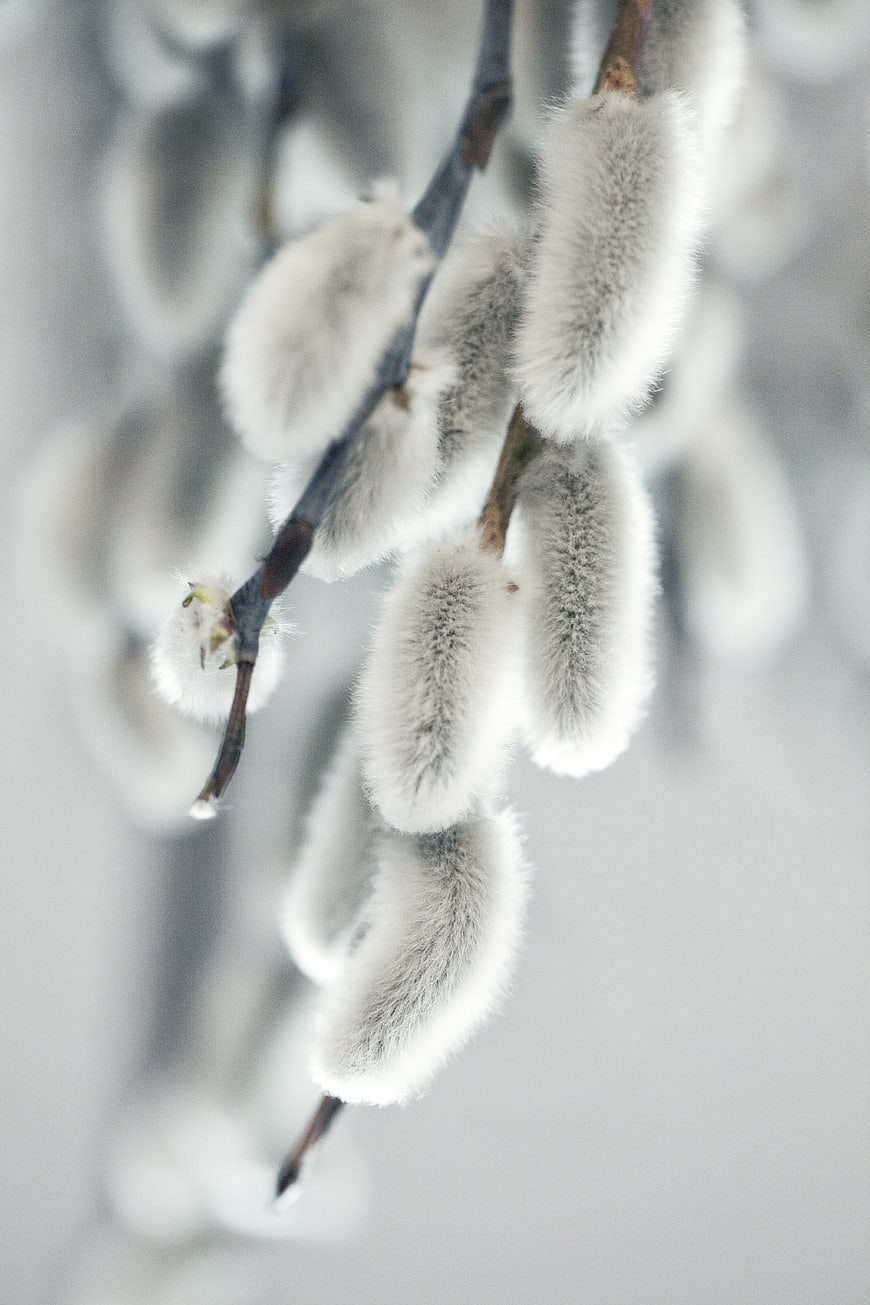 Close-up of fluffy white pussy willow catkins on a branch
