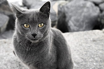 Portrait of a Grey Cat with Yellow Eyes