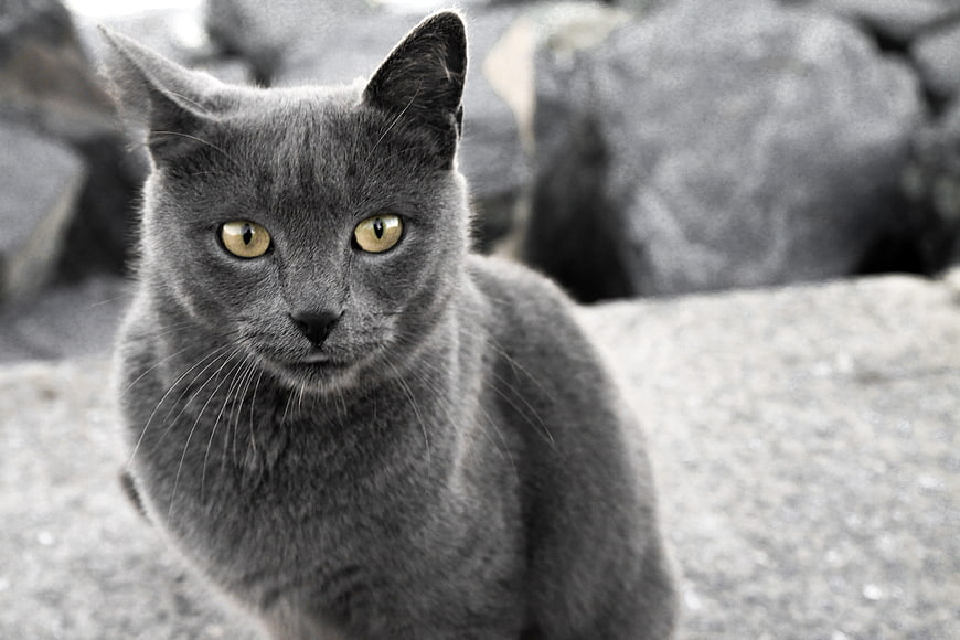 Portrait of a Grey Cat with Yellow Eyes