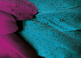 Close-up of vibrant purple and teal feathers with water droplets