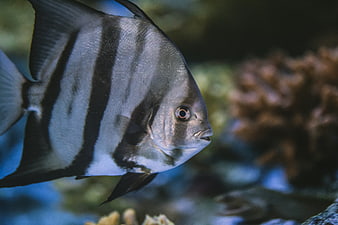 Close-up of a Striped Angelfish in an Aquarium