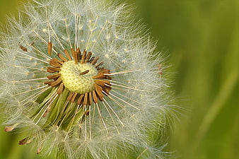 Macro Dandelion Seed Head Close Up