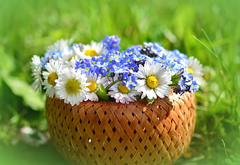Woven Basket of White Daisies and Blue Forget-Me-Nots in Green Grass