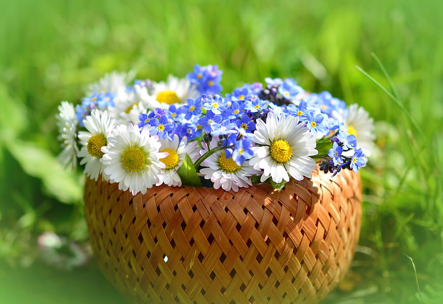 Woven Basket of White Daisies and Blue Forget-Me-Nots in Green Grass