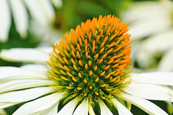 Close-up of White Coneflower with Orange Center