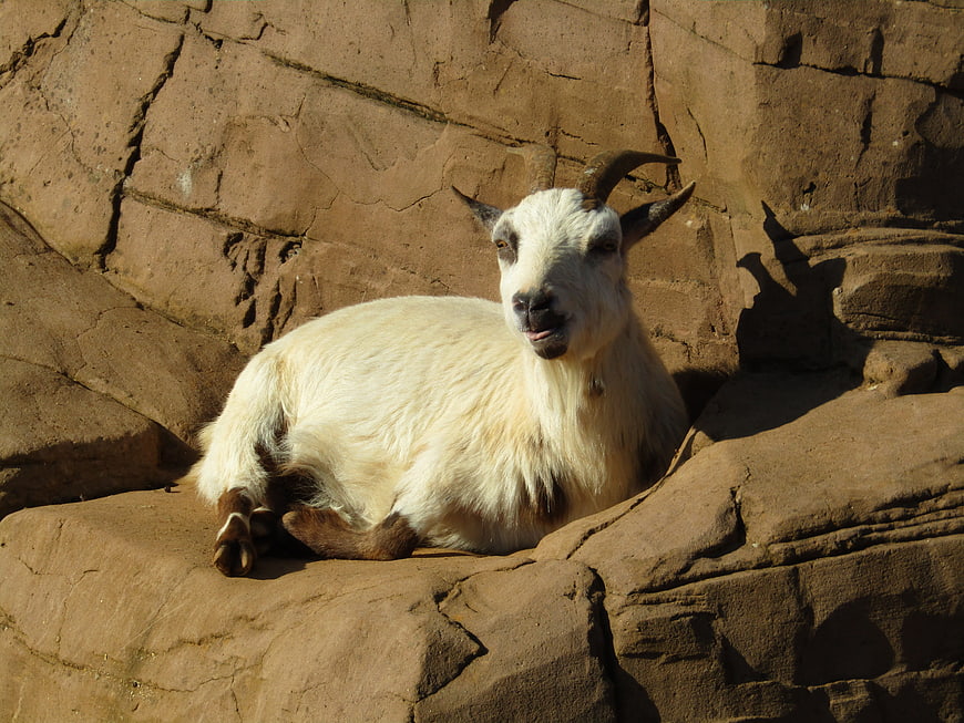 White goat resting on rocky ledge in sunlight