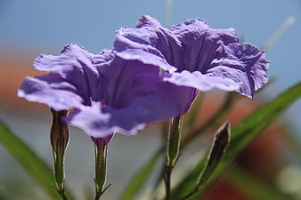 Close-up of vibrant purple petunia flower against blurred background