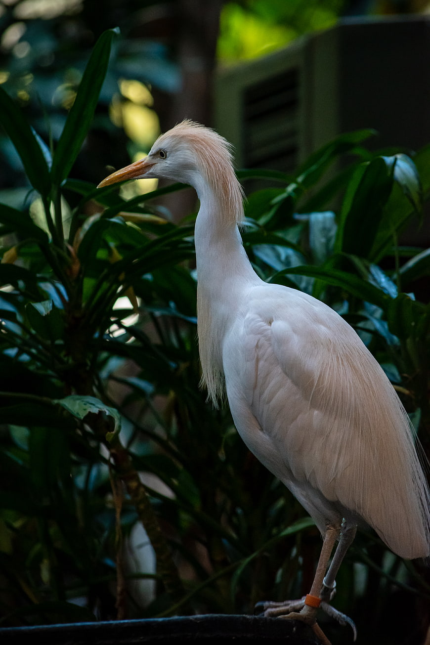 Cattle Egret Standing Among Green Tropical Foliage