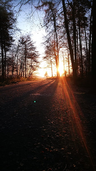 Sunset on a Forest Road with Long Shadows