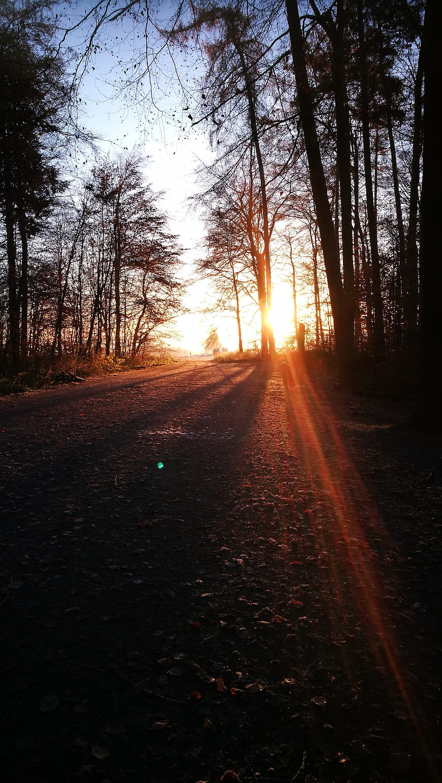 Sunset on a Forest Road with Long Shadows