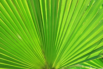 Vibrant Green Palm Leaf Texture Close-Up