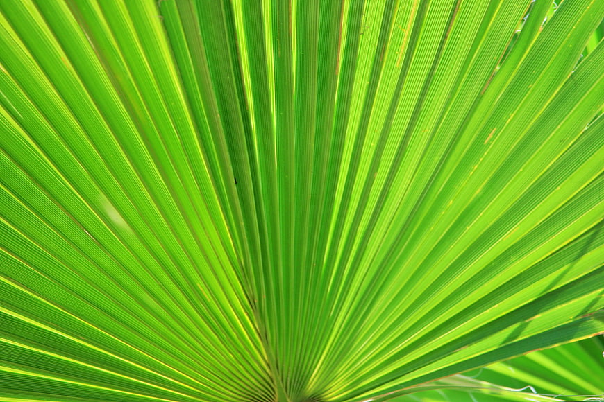 Vibrant Green Palm Leaf Texture Close-Up