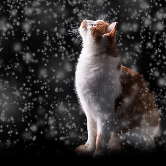 Orange and white cat sitting in falling snow at night