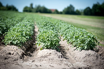 Rows of Green Potato Plants Growing in Cultivated Soil Field