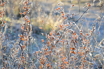 Frost-covered autumn leaves and branches in morning light