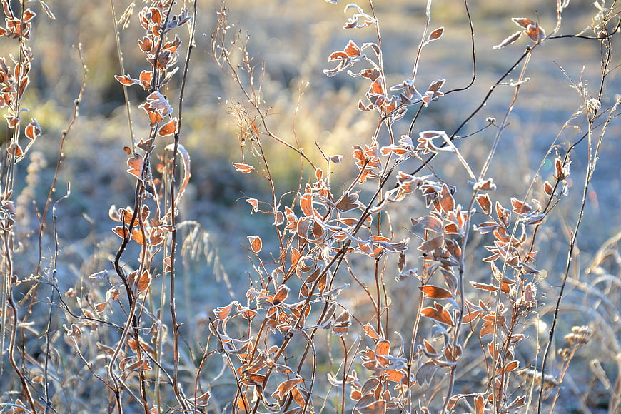 Frost-covered autumn leaves and branches in morning light