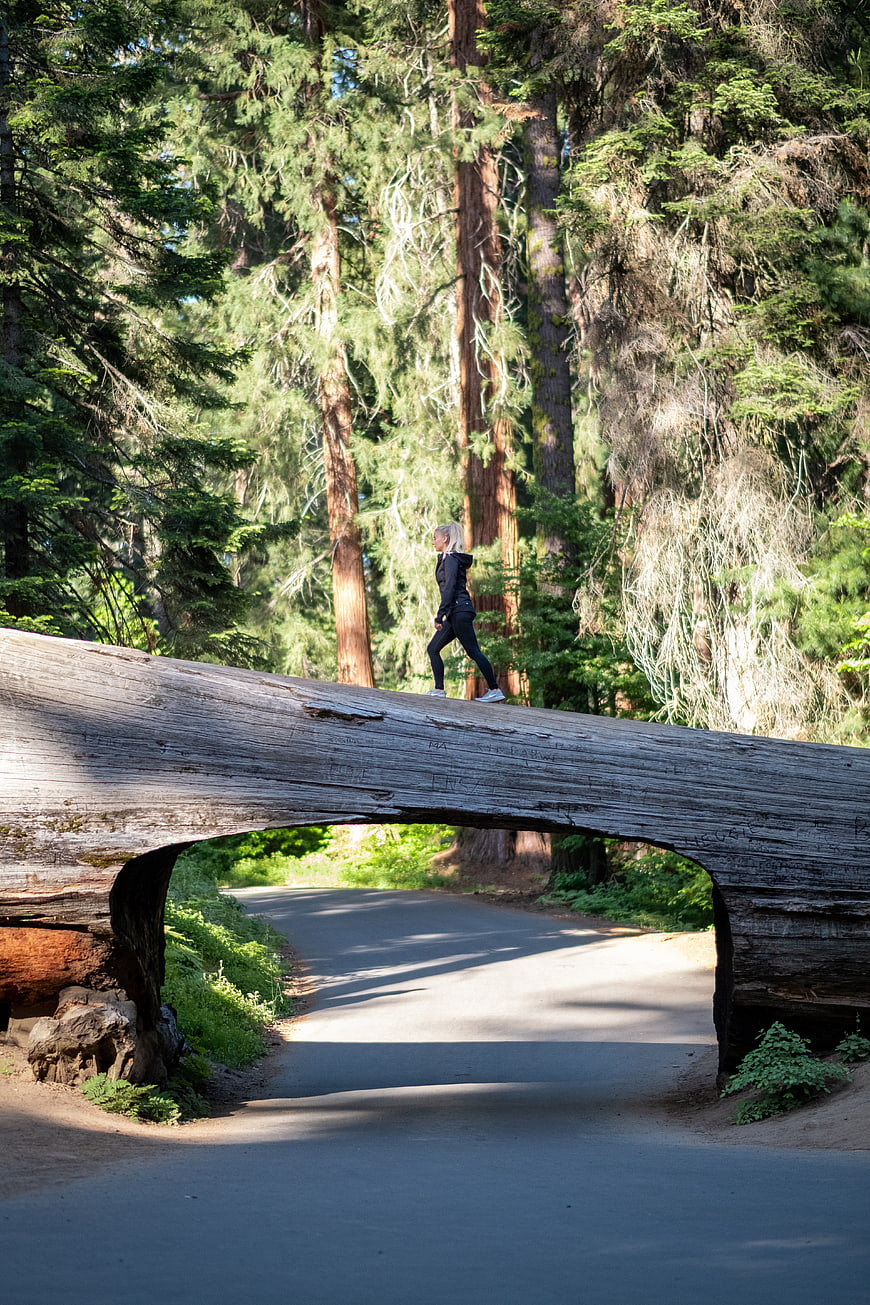 Woman hiking on fallen redwood tunnel bridge in forest