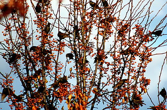 Flocks of Starlings Feeding on Orange Berries in Autumn Tree