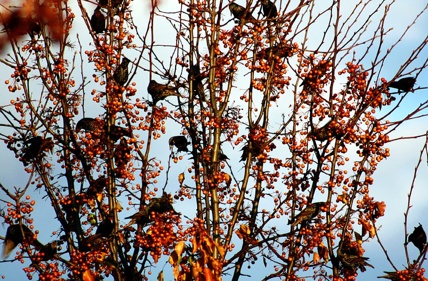 Flocks of Starlings Feeding on Orange Berries in Autumn Tree