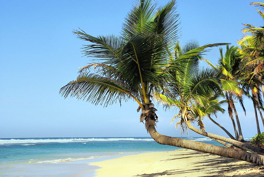 Tropical beach with leaning coconut palm trees and blue ocean