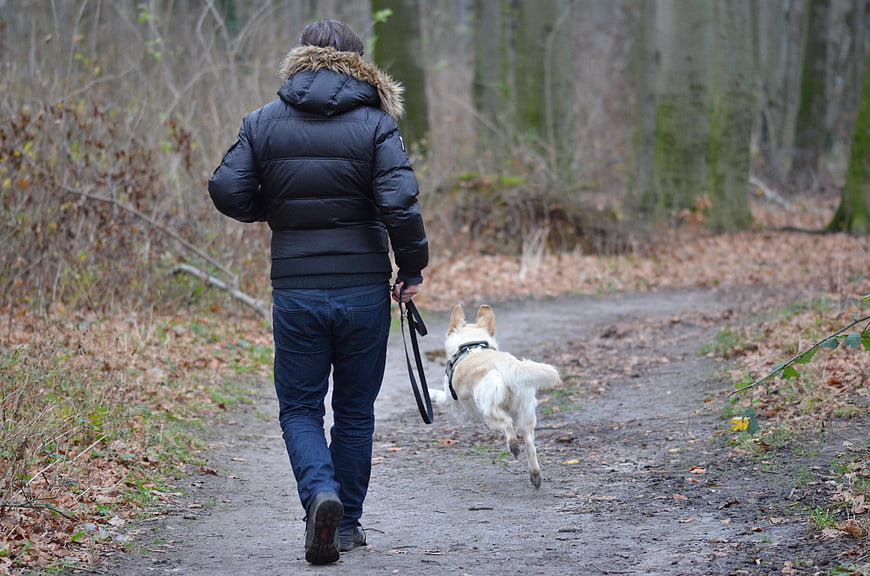 Woman walking golden retriever on forest path