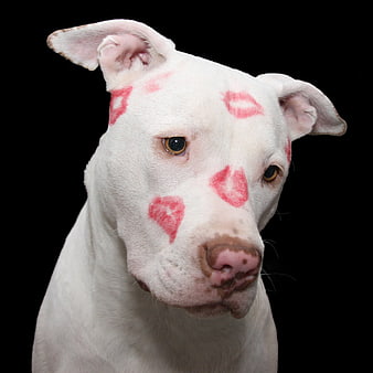 White Pitbull with Red Lipstick Kisses on Black Background
