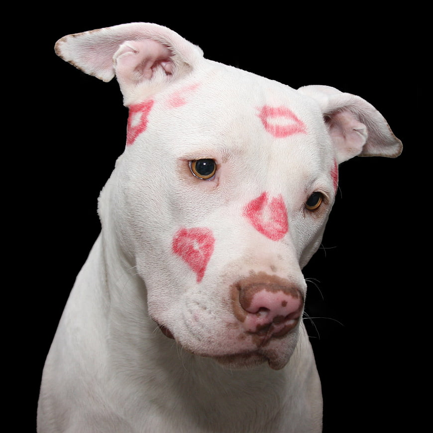 White Pitbull with Red Lipstick Kisses on Black Background