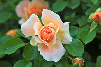 Close-up of a Peach Rose Bloom in a Garden