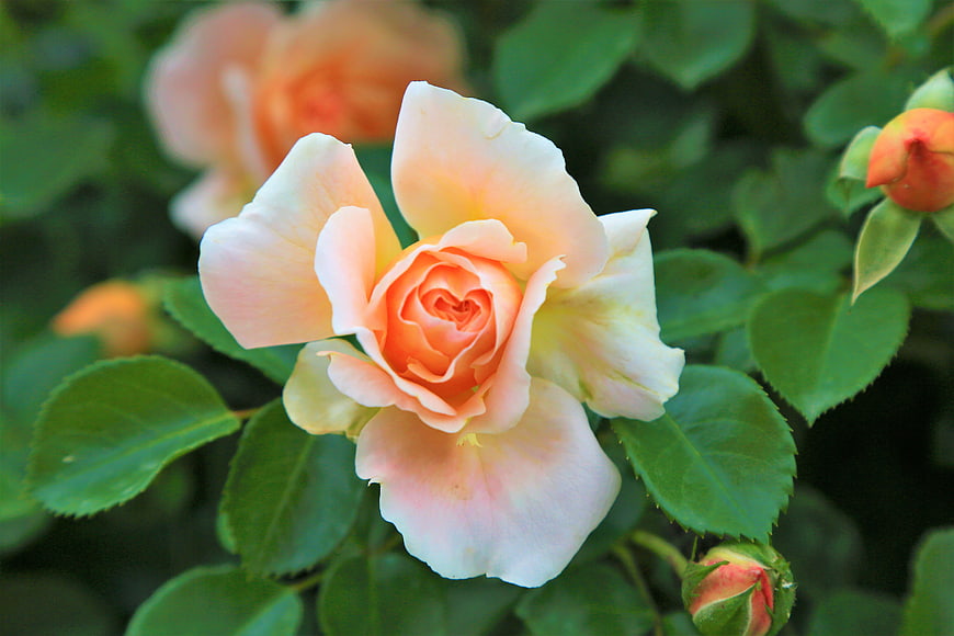 Close-up of a Peach Rose Bloom in a Garden