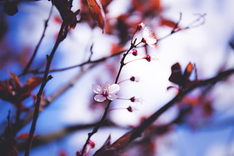 Close-up of delicate white cherry blossoms on dark branches against blue sky