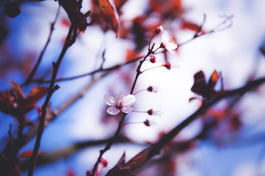 Close-up of delicate white cherry blossoms on dark branches against blue sky