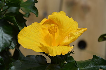 Close-up of a vibrant yellow hibiscus flower blooming