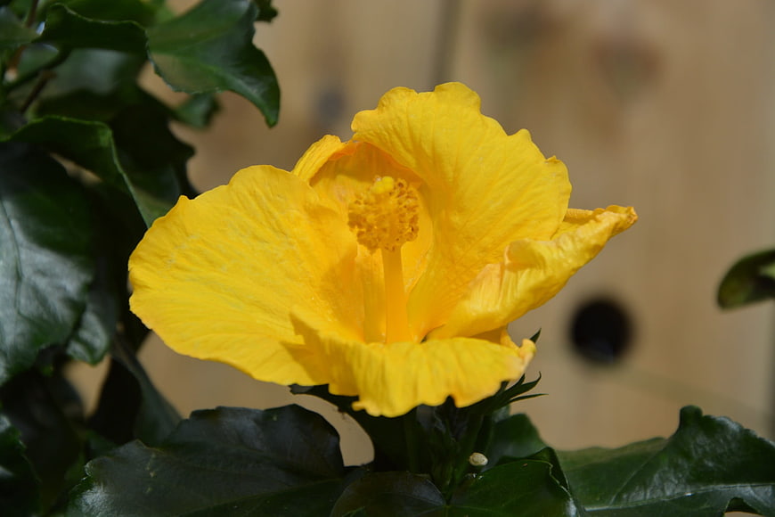 Close-up of a vibrant yellow hibiscus flower blooming