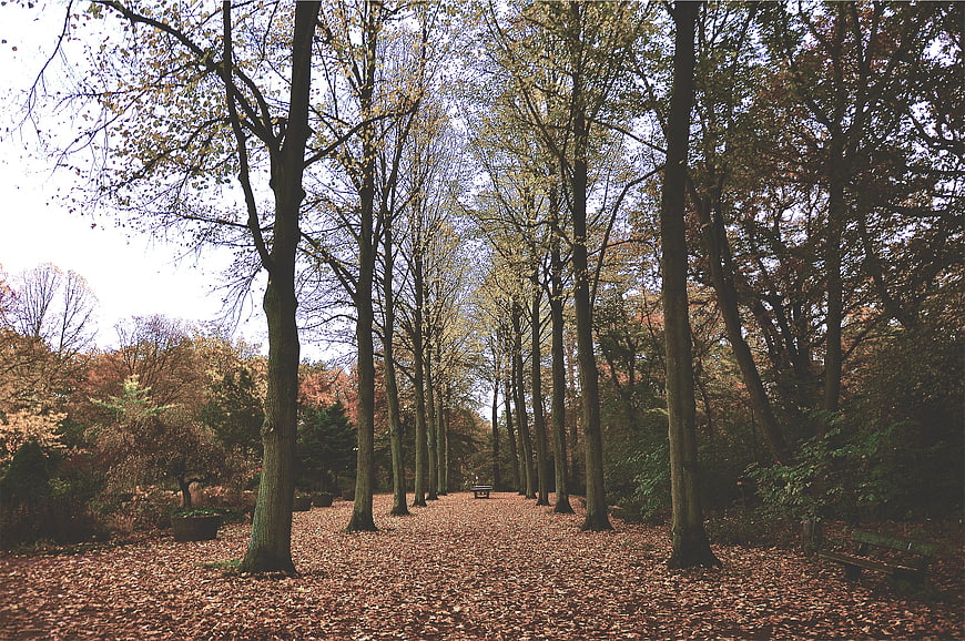 Autumn Park Path with Tall Trees and Fallen Leaves
