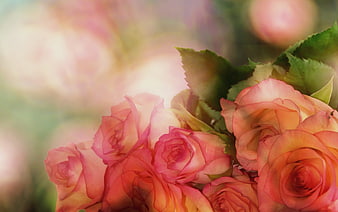 Soft Pink and Peach Roses with Bokeh Background