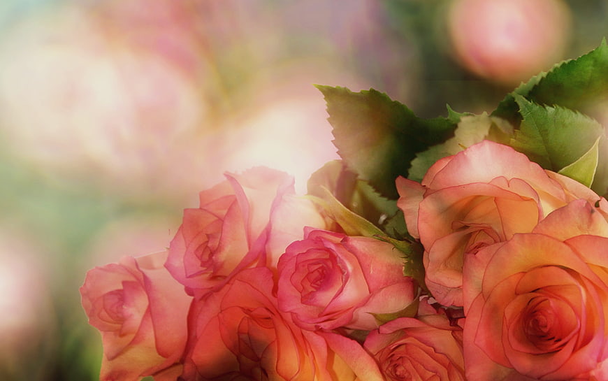 Soft Pink and Peach Roses with Bokeh Background