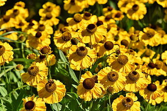 Vibrant Yellow Coneflowers in Full Bloom