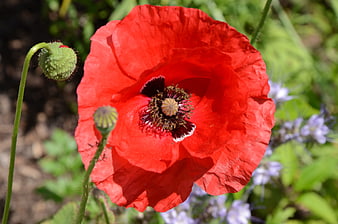 Vibrant Red Poppy Flower Close-Up in Garden