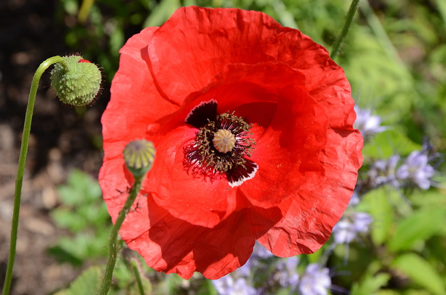 Vibrant Red Poppy Flower Close-Up in Garden