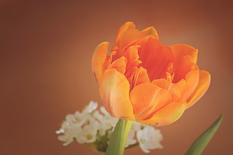 Close-up of vibrant orange tulip with white flowers