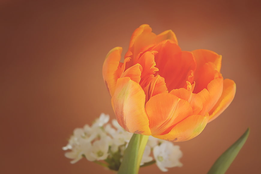 Close-up of vibrant orange tulip with white flowers