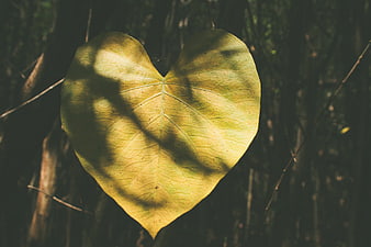 Heart-shaped leaf backlit by sunlight in a forest