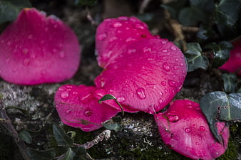 Vibrant pink rose petals with water droplets on mossy stone