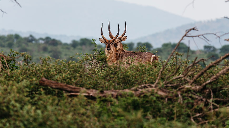 Male Waterbuck with Spiral Horns in African Bush