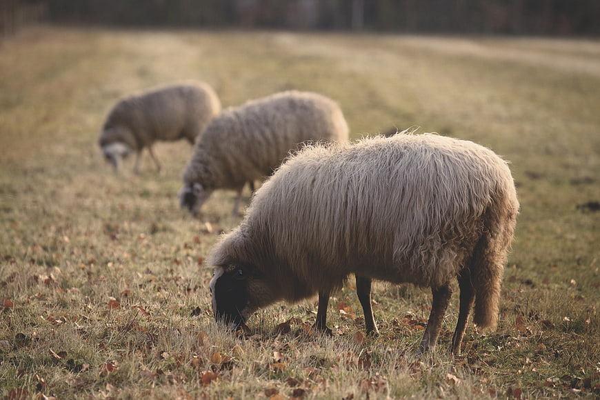 Sheep Grazing in Autumn Pasture with Fallen Leaves