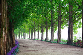 Garuosu-gil Tree Lined Avenue in Damyang, South Korea