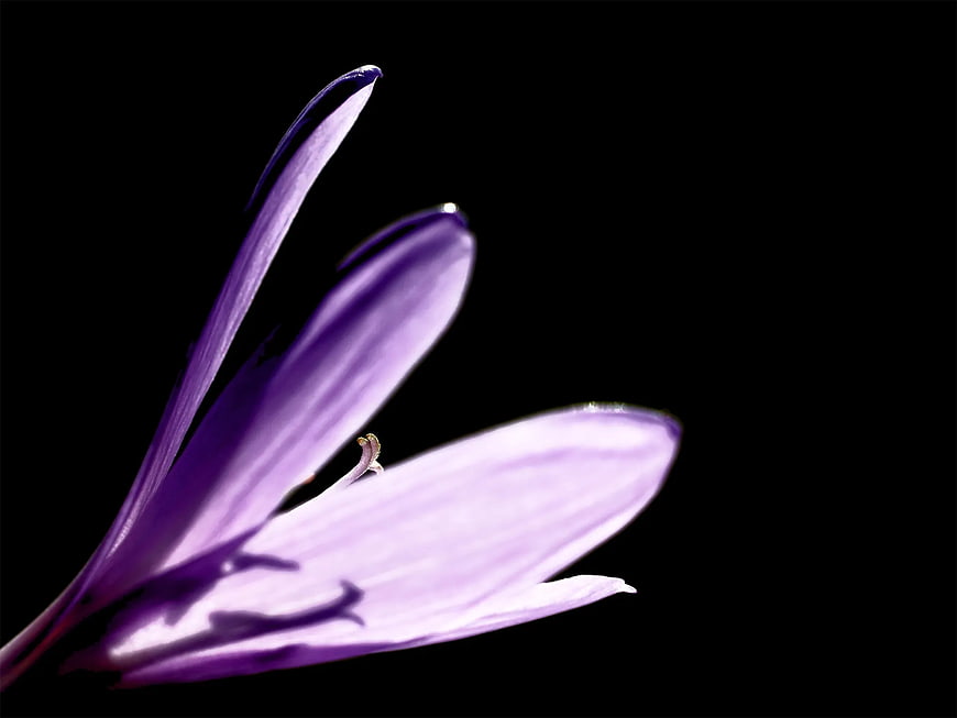 Close-up of purple flower petals on black background