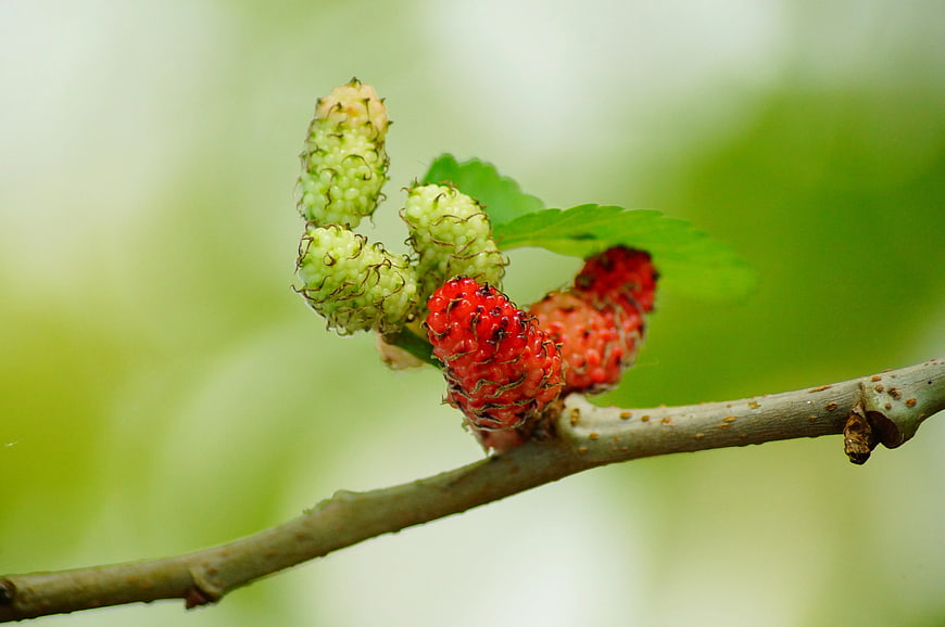 Ripening Mulberries on a Branch with Green Leaves